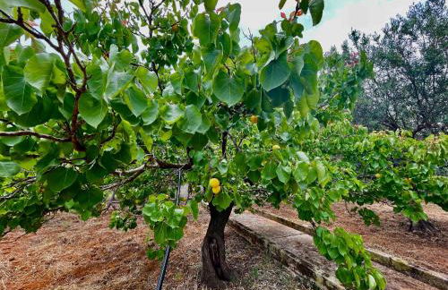 Villa sul mare Palazzolo - Photo 32