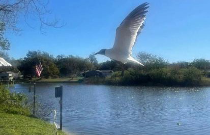 Private Tropical Waterfront Sanctuary w pool, hot tub & an island! Pet Friendly - Foto 13