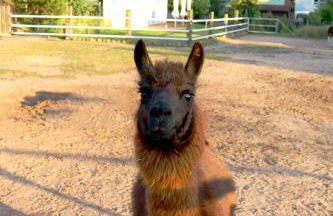 Ferienwohnungen zum Dubener Kuckuck - Foto 16