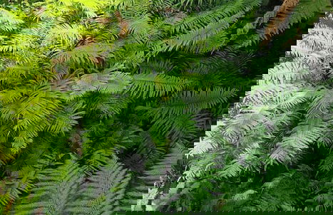 Alpine Chalets - Foto 57