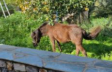 Galini Stone House - Foto 7