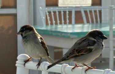 Apartamento Guadalupe - Foto 9