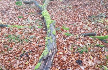 Apartment Am Sternberg 236 - Foto 60