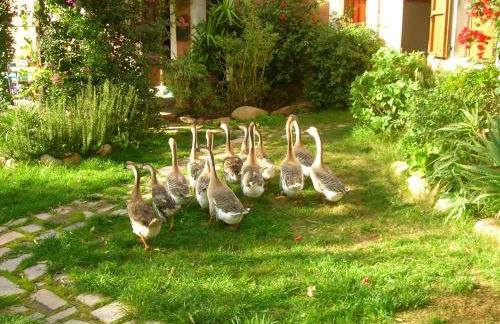 La Fattoria Delle Tartarughe - Foto 57