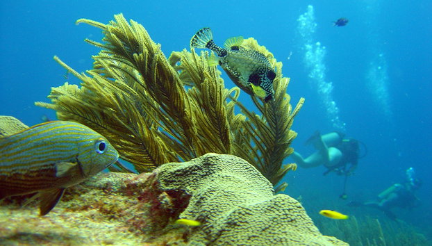 Tauchausflug - Foto 2