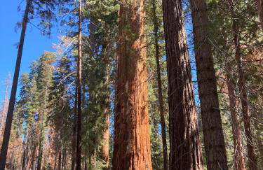 Little Bear Lodge - Foto 40