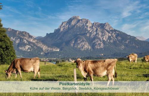 Chalet - Ferienwohnungen - Biohof Stöger - Panoramasüdbalkon - grandiose Aussicht auf See, Berge und Schloss Neuschwanstein - Foto 38