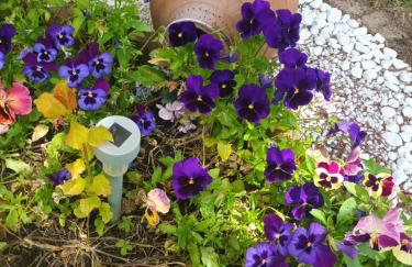 Studio apartman Ivana - Foto 23