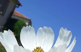 Casa de Coco - Foto 14