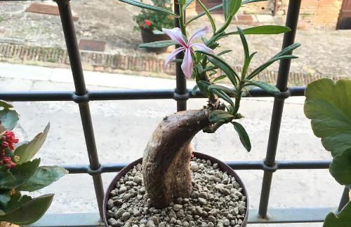 Alberto Charming Home - Foto 30