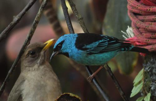 Casa na praia de Itamambuca na cidade de Ubatuba - Foto 42