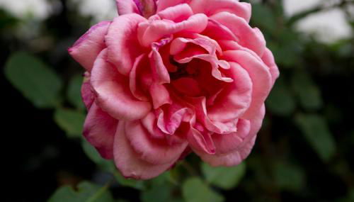 Casa Rural el Cedro - Foto 2