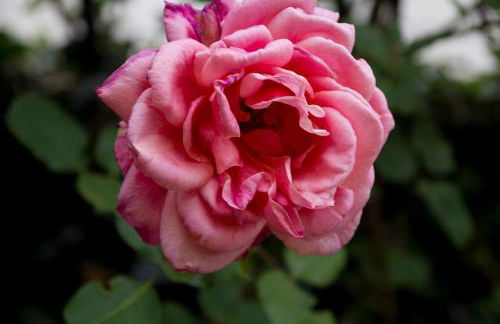 Casa Rural el Cedro - Foto 2