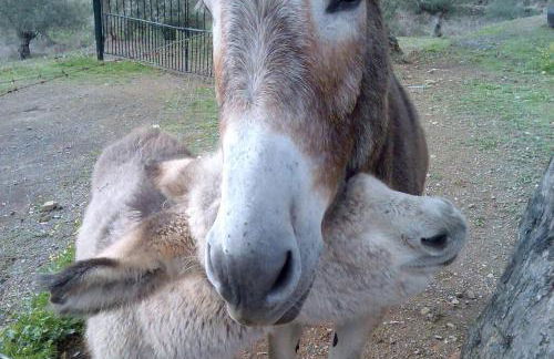 Cortijo "Era Grande 1" - Foto 45