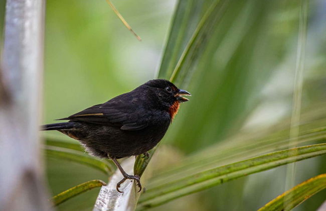 Birdwatching a Castries Waterworks - Foto 10