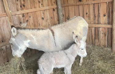 Domaine de Montfort - Foto 56