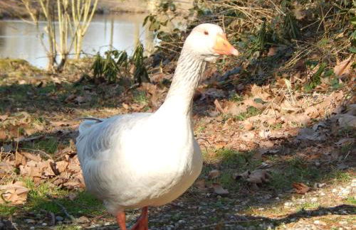 Schloss Rimburg - Apartments & Ferienwohnungen - Foto 9