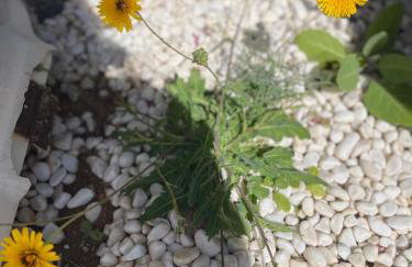 Villa Jaira - Photo 52