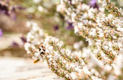 Garden Cottage, Crail - Foto 52