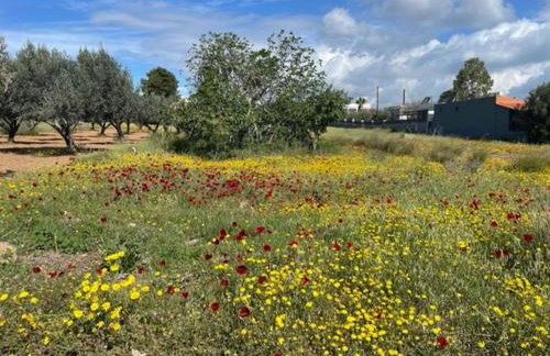 Socratous House - Foto 32