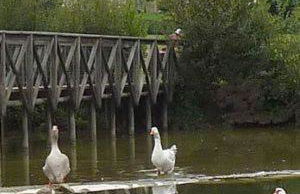 Quinta das Mineirinhas - Foto 23