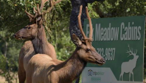Elk Meadow Cabins 9B Prairie Creek - Single Room - Foto 2