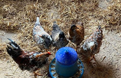 Ferienwohnung Arnika - Foto 11