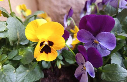 Dimora Visconti - Foto 10