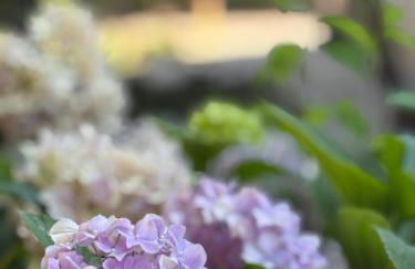 Bangallows Tartaya Residence - Foto 13