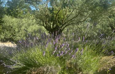 Chalet Bosco Magico Roccolo - Foto 17