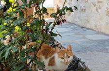 San Lorenzo Cottage - Παραδοσιακά Πέτρινα Δωμάτια - Άγιος Λαυρέντιος Πηλίου - Foto 60