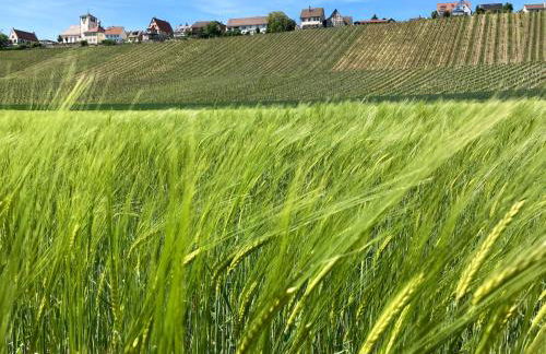 Komforthaus Gartenfreude - Foto 17