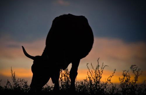 Masia Manonelles - Foto 46