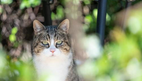 Agriturismo Cima alla Serra - Foto 5