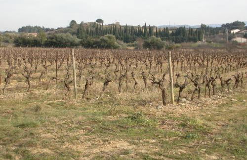 La petite Cigale - Foto 25