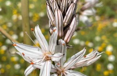 Stonevillas and Seaview Garden Marion - Foto 45