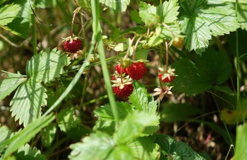 Ehrentaler Ferienhaus GbR - Foto 13