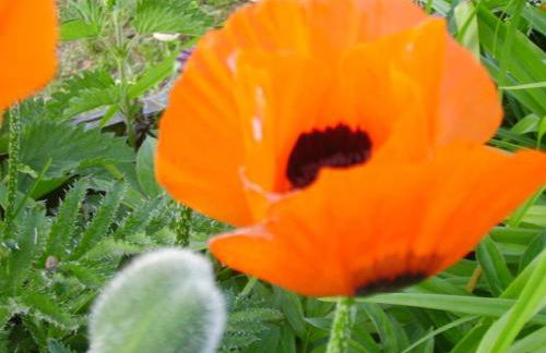 Landhaus op de Warft - Foto 15