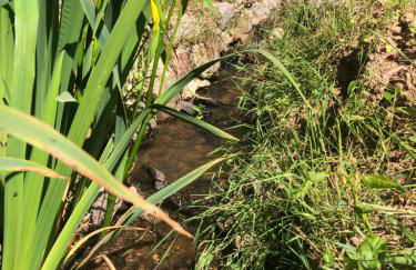 Ferienhaus Waldbaden im Nationalpark Eifel- am Bach - Foto 23
