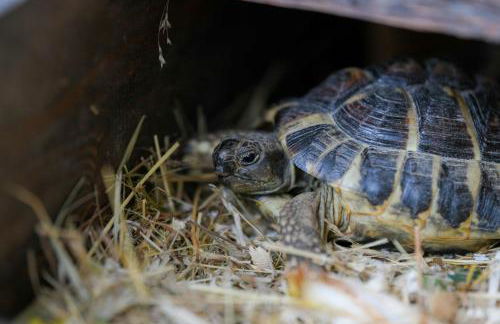 RUSTICO ALLE MURA Love & Bike - Foto 67