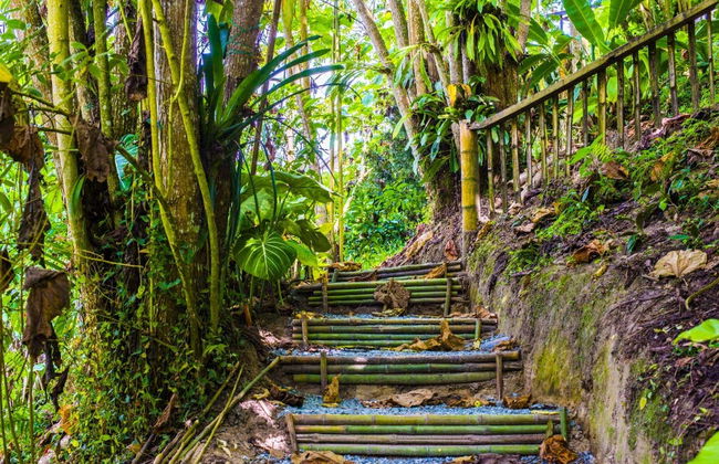 Tour das orquídeas - Foto 2