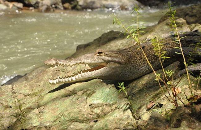 Excursão a San Pedrillo - Foto 1