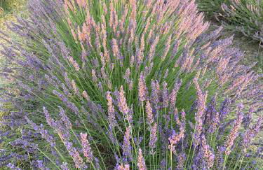 Casa di Giulia (Bambini gratis fino a 6 anni) - Foto 19