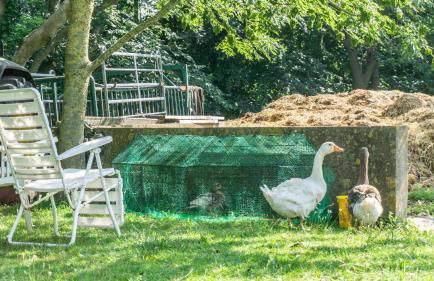 Ferienwohnung Amrum auf dem Holmhof - Foto 28
