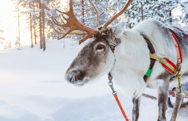 Paseo en trineo de renos y visita a un campamento sami - Foto 1