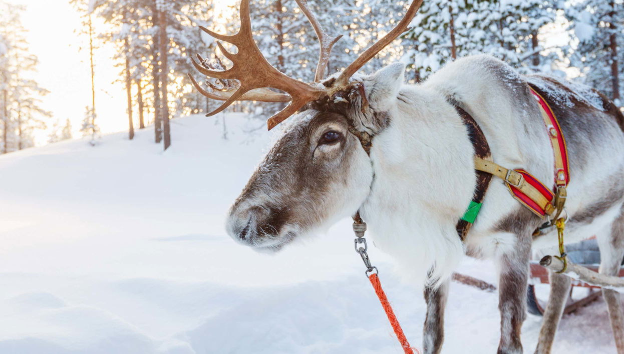 Paseo en trineo de renos y visita a un campamento sami