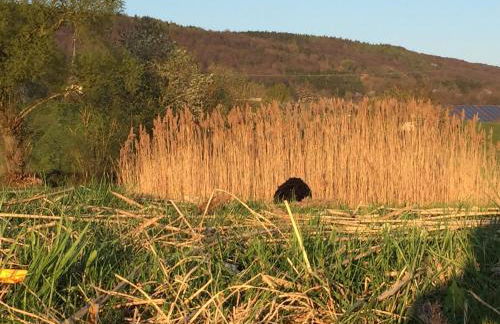 Ferienhaus Hassgautor - Foto 60