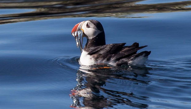 Avvistamento di pulcinelle di mare a Reykjavík - Photo 2