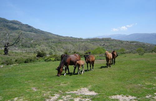 Abuela Pastora - Foto 30