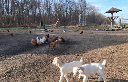 Pension Ronnys wilde Wiese - Foto 34